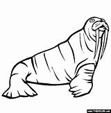 Walrus Coloring Pages Sea Animals Life Color Print Thecolor Printable sketch template