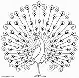 Peacock Coloring Pages Drawing Line Printable Kids Birds Cool2bkids Sheet Drawings Indian Peacocks Outline Simple Pic Craft Embroidery Sketch Choose sketch template