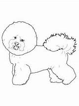 Bichon Frise Coloring Printable Pages Crafts Dog Dogs Category Supercoloring sketch template