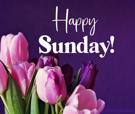 happy sunday wishes messages  quotes wishesmsg