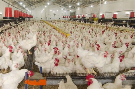 poultry farming business   excellent opportunity  small time