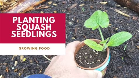 planting squash seedlings youtube