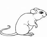 Rat Coloring Pages Cute Lab Getcolorings Mouse Printable Rats sketch template