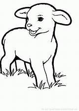 Sheep Animals Coloring Kb sketch template