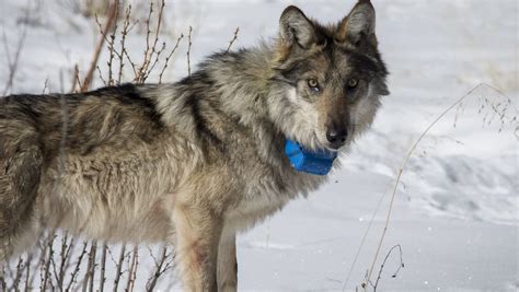 poaching slows mexican wolf population recovery