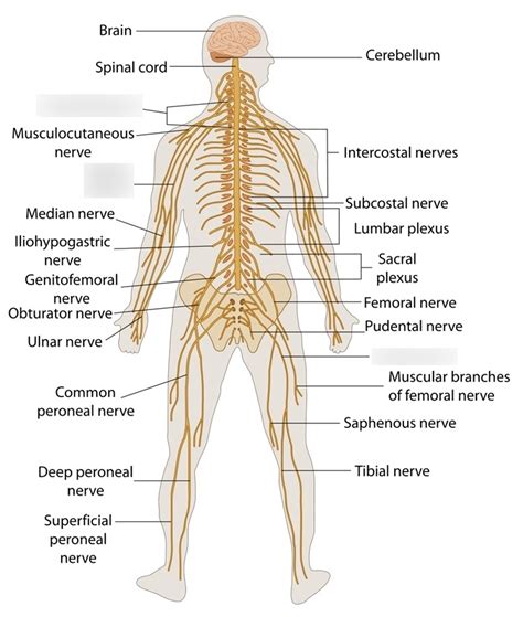 nerves diagram quizlet