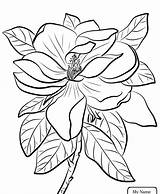 Flower Coloring Magnolia Louisiana State Getcolorings Bird Pages Color sketch template