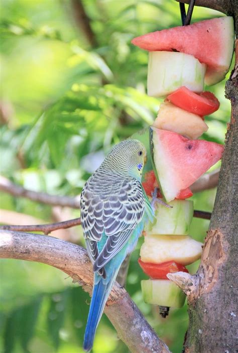 The Healthiest Diet For Parakeets Budgerigars Budgies Budgies Bird