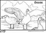 Goose Coloring Pages Geese Flying Color Printable Cartoon Baby Pictured Gus Series Library Clipart Getcolorings Popular Duck sketch template