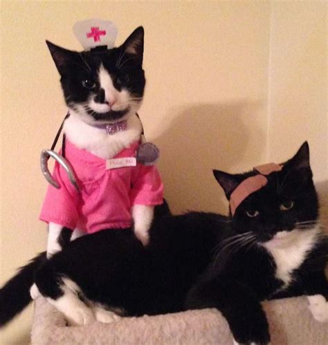 diy nurse cat costume nurse pixie   patient layla costume yeti