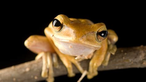 amphibian pictures facts national geographic