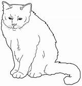 Burmese Cat Cats Colouring Coloring Pages Choose Board Adults Teens sketch template