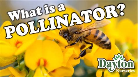 pollinator video youtube