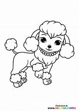 Dog Waving Tail Poodle sketch template