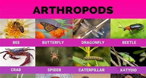 arthropods 26 popular arthropods found in gardens and field crops