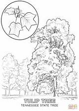 Coloring State Tree Tennessee Indiana Kentucky Pages Printable Drawing Ky Clipart Sheet Flower Tulip Color Nevada Symbols Flag Poplar Dogwood sketch template