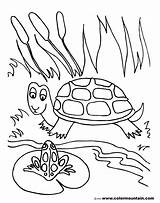 Pond Coloring Pages Frog Turtle Drawing Lily Pad Fish Printable Preschoolers Shell Life Getdrawings Color Sea Habitat Print Getcolorings Animals sketch template