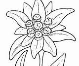 Stella Alpina Montagna Edelweiss sketch template