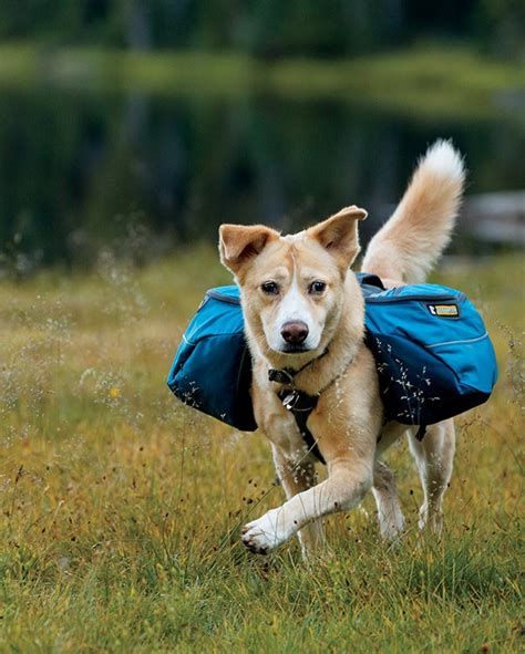 modern bark dog training tips find  ideal dog backpack