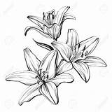 Drawing Daylily Lilies Flower Sketch Drawings Floral Illustration Getdrawings sketch template