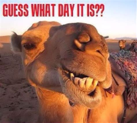 guess what day it is quotes quote days of the week wednesday hump day hump day camel wednesday