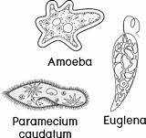 Caudatum Unicellular Paramecium Amoeba Organisms Coloring Set Euglena sketch template