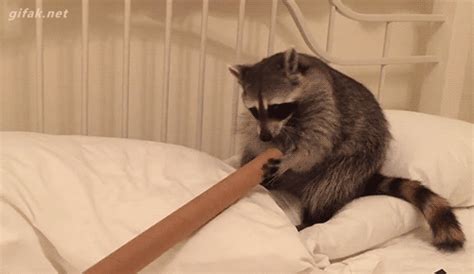 funny animal gifs part   gifs amazing creatures