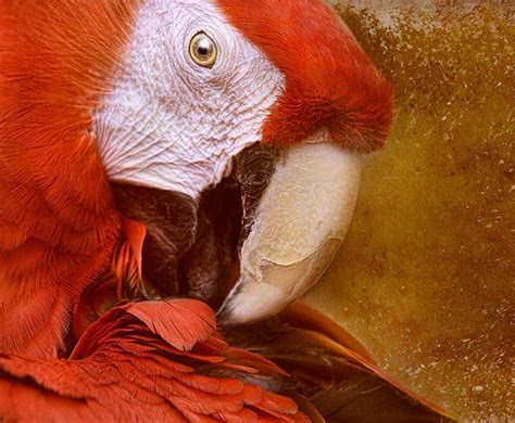 beautiful orange parrot photography gallery beautiful photography