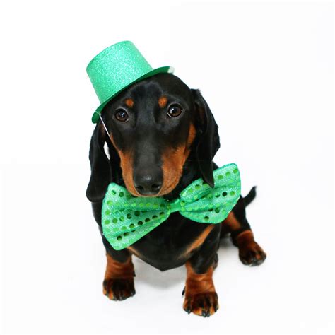 happy st patricks day weiner dog professional photography cute