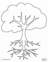 Tree Roots Coloring Printable Pages Outline Bare Trees Color Root Template Cherry Drawing Step Plant Para Colorear Arbol Baum Getcolorings sketch template