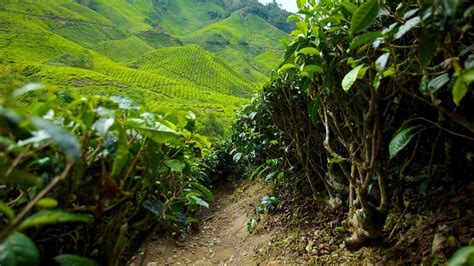 cameron highlands holiday packages and deals flight hotel