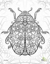 Pages Ladybug Coloriage Paisley Zendoodle Doodle Kleuren Zentangle Mandala Volwassenen Sheets Mandalas Bug Adulte sketch template