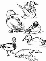 Mallard Duck Coloring Pages Draw Realistic Drawing Flying Color Getcolorings Getdrawings Luna Pag sketch template