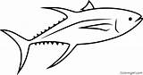 Tuna Coloring Pages Yellowfin Simple sketch template