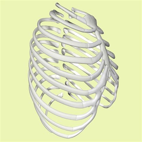 3d Rib Cage Model Without Texture 3d Model Cgtrader