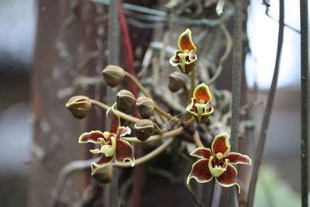 accueil orchideefr