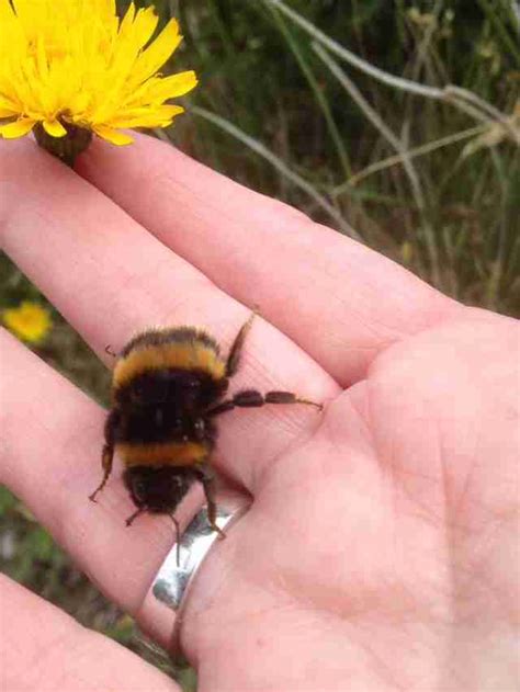 woman rescues bumblebee born without wings the dodo