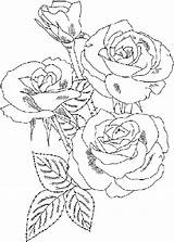 Rose Coloring Bush Pages Drawing Drawings Flower Printable Designlooter Adult Beautiful Kids Sheets Getdrawings 22kb Choose Board sketch template