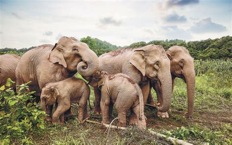long term plan to protect yunnan s asian elephant population