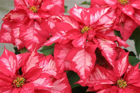 powell gardens blog meet  poinsettias