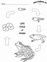 Frog Frogs Sheet Kidzone Lifecycle sketch template