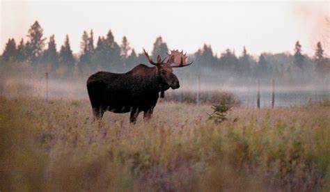 declining moose populations in some areas of ontario puzzles biologists toronto star