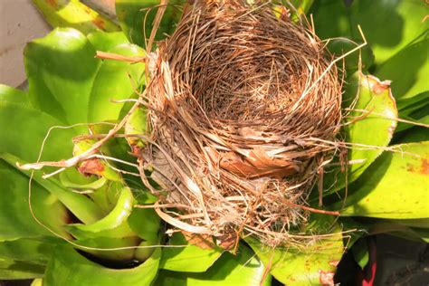birds choose   nest varment guard wildlife services