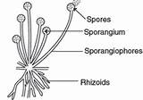 Rhizopus Class Reproduce Ncert Organisms Science Part Do Flexiprep Chapter sketch template