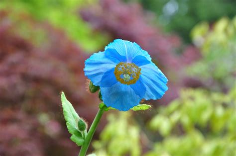 himalayan blue poppy