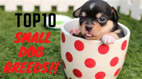small dog breeds top  smallest dog   world daily pets youtube
