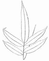 Fern Coloring Branch Supercoloring Pages sketch template