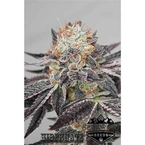 hibernate oregon green seed specializing in organic breeder direct cannabis seed