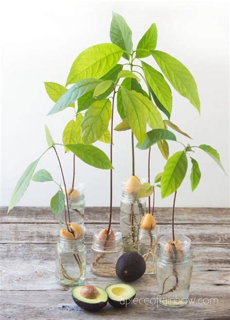 How To Grow Avocado From Seed 2 Easy Ways Avocado Plant Avocado