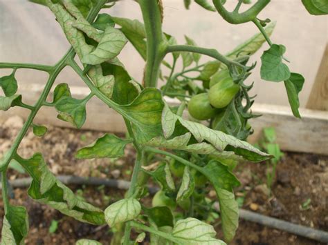 tomato plants   talking